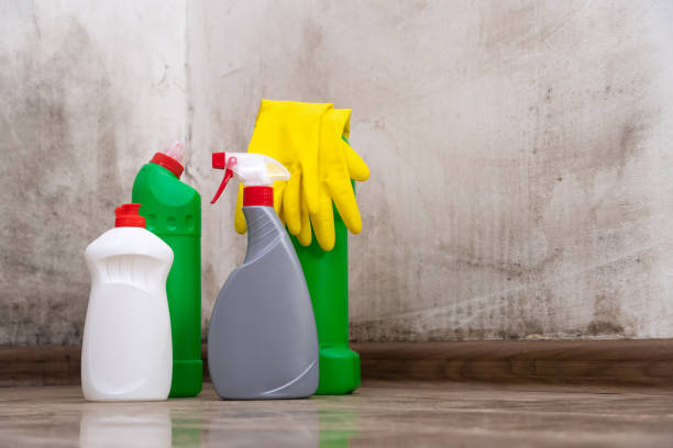 Professional Mold Removal in Dunellen, NJ